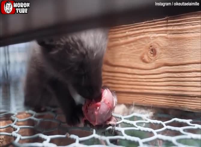Video :Animal abuse in Finnish fur farms is seen in this horrifying video (Warning - shocking)